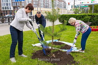 На бульваре Защитников Сталинграда в Барнауле высадили деревья в рамках акции «Сад Памяти»